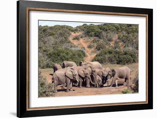 African elephant herd at a waterhole, Addo Elephant Nat'l Park, Eastern Cape, South Africa, Africa-Christian Kober-Framed Photographic Print