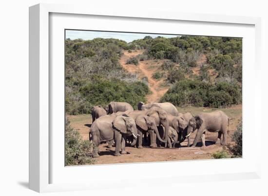 African elephant herd at a waterhole, Addo Elephant Nat'l Park, Eastern Cape, South Africa, Africa-Christian Kober-Framed Photographic Print