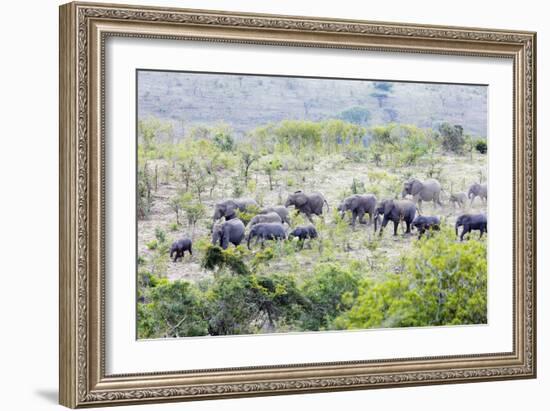 African elephant herd, , Hluhluwe-Imfolozi Park, Kwazulu-Natal, South Africa, Africa-Christian Kober-Framed Photographic Print