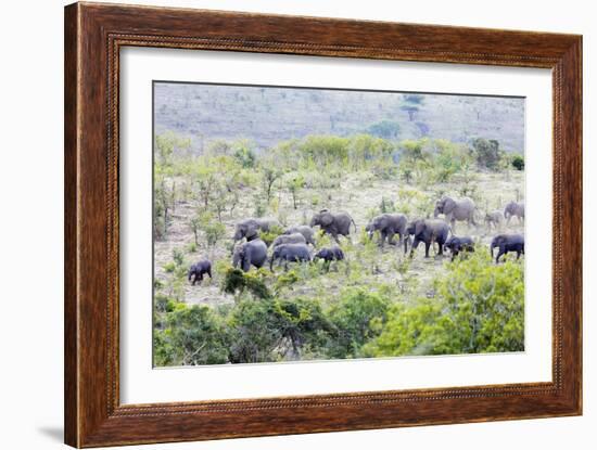 African elephant herd, , Hluhluwe-Imfolozi Park, Kwazulu-Natal, South Africa, Africa-Christian Kober-Framed Photographic Print