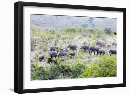 African elephant herd, , Hluhluwe-Imfolozi Park, Kwazulu-Natal, South Africa, Africa-Christian Kober-Framed Photographic Print