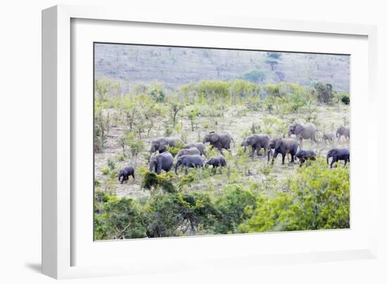 African elephant herd, , Hluhluwe-Imfolozi Park, Kwazulu-Natal, South Africa, Africa-Christian Kober-Framed Photographic Print