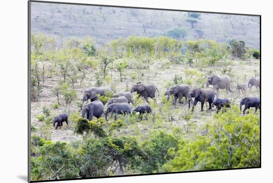 African elephant herd, , Hluhluwe-Imfolozi Park, Kwazulu-Natal, South Africa, Africa-Christian Kober-Mounted Photographic Print