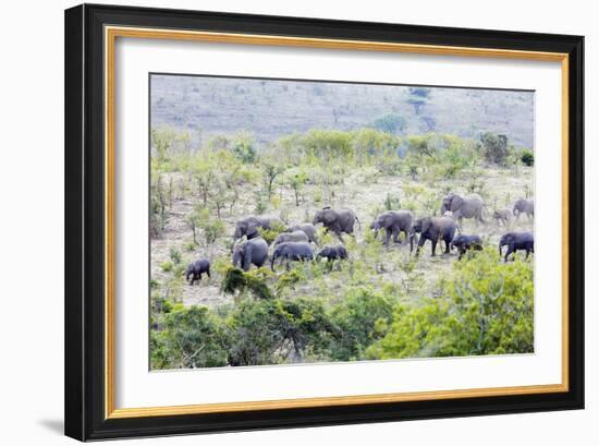 African elephant herd, , Hluhluwe-Imfolozi Park, Kwazulu-Natal, South Africa, Africa-Christian Kober-Framed Photographic Print