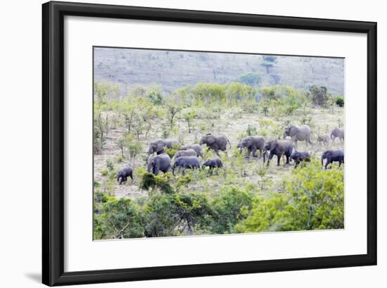 African elephant herd, , Hluhluwe-Imfolozi Park, Kwazulu-Natal, South Africa, Africa-Christian Kober-Framed Photographic Print