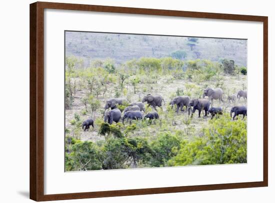 African elephant herd, , Hluhluwe-Imfolozi Park, Kwazulu-Natal, South Africa, Africa-Christian Kober-Framed Photographic Print