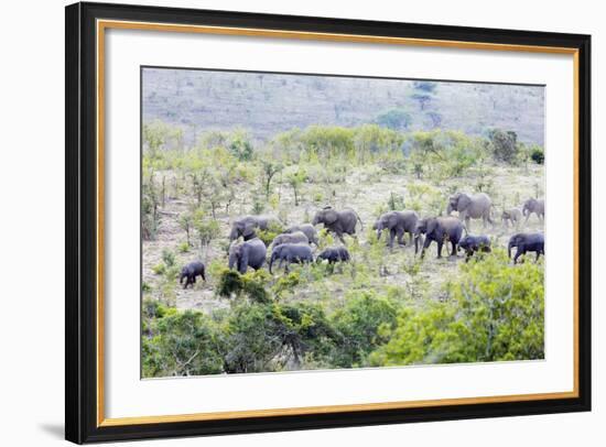 African elephant herd, , Hluhluwe-Imfolozi Park, Kwazulu-Natal, South Africa, Africa-Christian Kober-Framed Photographic Print