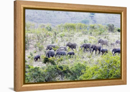 African elephant herd, , Hluhluwe-Imfolozi Park, Kwazulu-Natal, South Africa, Africa-Christian Kober-Framed Premier Image Canvas