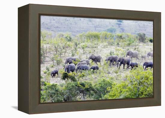 African elephant herd, , Hluhluwe-Imfolozi Park, Kwazulu-Natal, South Africa, Africa-Christian Kober-Framed Premier Image Canvas