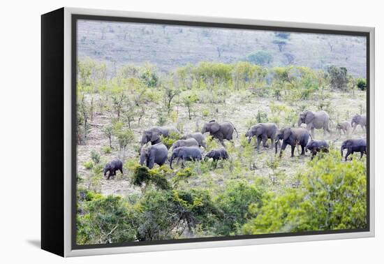 African elephant herd, , Hluhluwe-Imfolozi Park, Kwazulu-Natal, South Africa, Africa-Christian Kober-Framed Premier Image Canvas