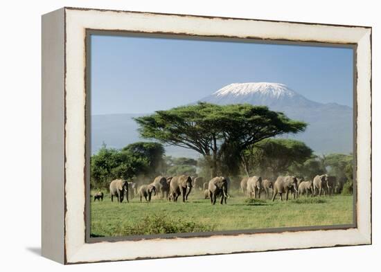 African Elephant Herd Infront of Mt, Kilimanjaro-null-Framed Premier Image Canvas