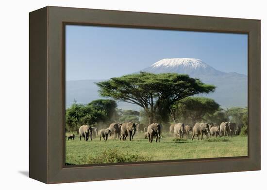 African Elephant Herd Infront of Mt, Kilimanjaro-null-Framed Premier Image Canvas
