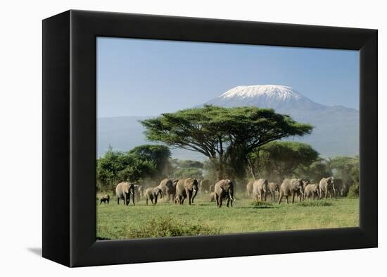African Elephant Herd Infront of Mt, Kilimanjaro-null-Framed Premier Image Canvas
