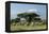 African Elephant Herd Infront of Mt, Kilimanjaro-null-Framed Premier Image Canvas