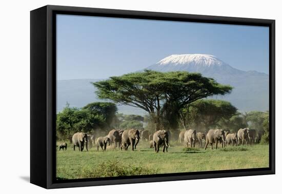 African Elephant Herd Infront of Mt, Kilimanjaro-null-Framed Premier Image Canvas