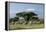 African Elephant Herd Infront of Mt, Kilimanjaro-null-Framed Premier Image Canvas