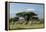 African Elephant Herd Infront of Mt, Kilimanjaro-null-Framed Premier Image Canvas