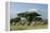 African Elephant Herd Infront of Mt, Kilimanjaro-null-Framed Premier Image Canvas