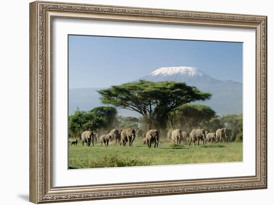 African Elephant Herd Infront of Mt, Kilimanjaro-null-Framed Photographic Print