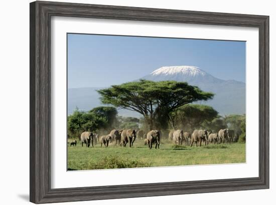 African Elephant Herd Infront of Mt, Kilimanjaro-null-Framed Photographic Print