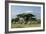 African Elephant Herd Infront of Mt, Kilimanjaro-null-Framed Photographic Print