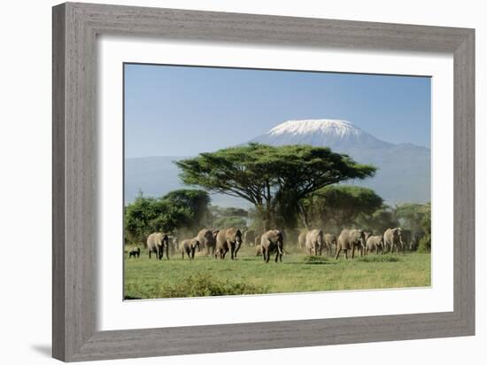 African Elephant Herd Infront of Mt, Kilimanjaro-null-Framed Photographic Print