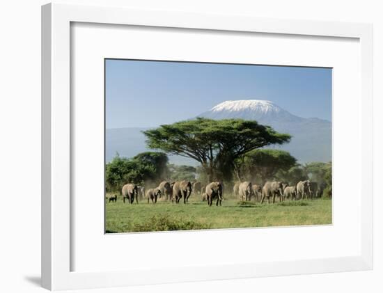 African Elephant Herd Infront of Mt, Kilimanjaro-null-Framed Photographic Print