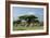 African Elephant Herd Infront of Mt, Kilimanjaro-null-Framed Photographic Print
