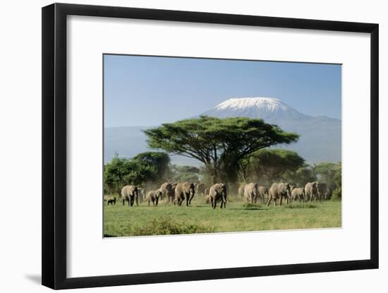 African Elephant Herd Infront of Mt, Kilimanjaro-null-Framed Photographic Print