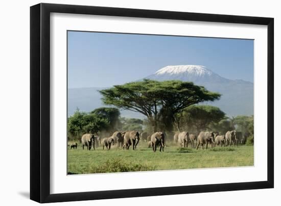 African Elephant Herd Infront of Mt, Kilimanjaro-null-Framed Photographic Print