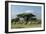 African Elephant Herd Infront of Mt, Kilimanjaro-null-Framed Photographic Print