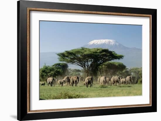 African Elephant Herd Infront of Mt, Kilimanjaro-null-Framed Photographic Print