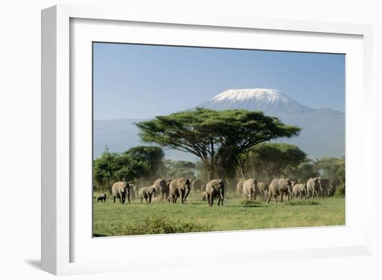 African Elephant Herd Infront of Mt, Kilimanjaro-null-Framed Photographic Print