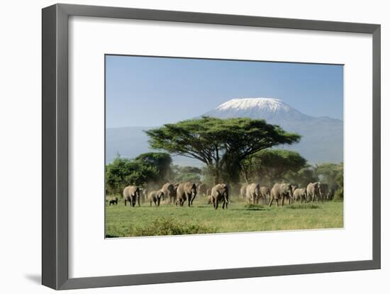 African Elephant Herd Infront of Mt, Kilimanjaro-null-Framed Photographic Print