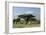 African Elephant Herd Infront of Mt, Kilimanjaro-null-Framed Photographic Print