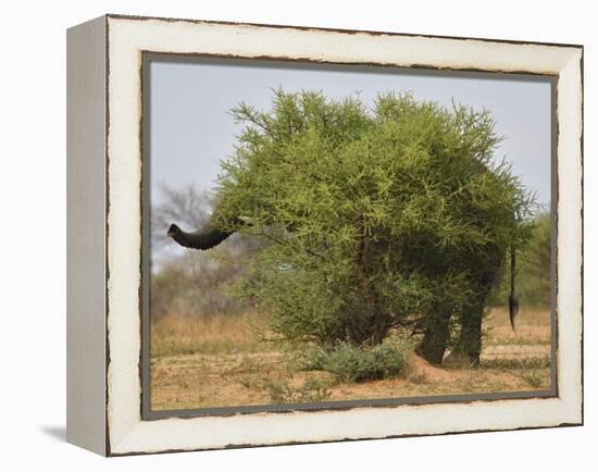 African elephant hidden behind a bush, South Africa-Staffan Widstrand-Framed Premier Image Canvas