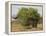 African elephant hidden behind a bush, South Africa-Staffan Widstrand-Framed Premier Image Canvas