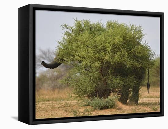 African elephant hidden behind a bush, South Africa-Staffan Widstrand-Framed Premier Image Canvas