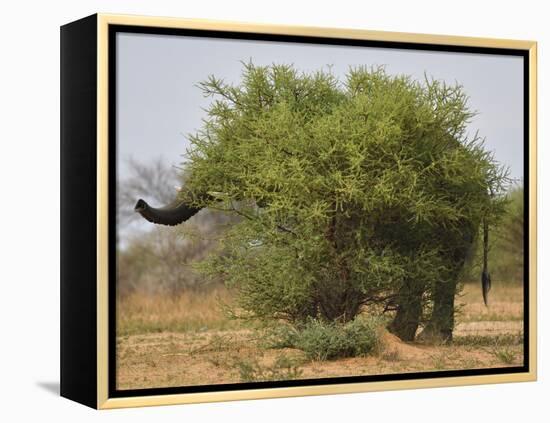 African elephant hidden behind a bush, South Africa-Staffan Widstrand-Framed Premier Image Canvas