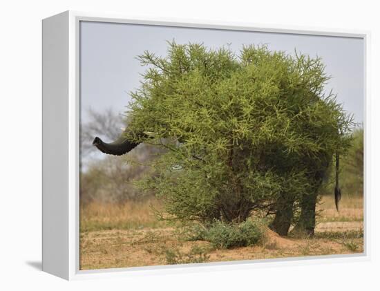 African elephant hidden behind a bush, South Africa-Staffan Widstrand-Framed Premier Image Canvas