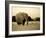 African Elephant in Amboseli National Park, Kenya-Santosh Saligram-Framed Photographic Print