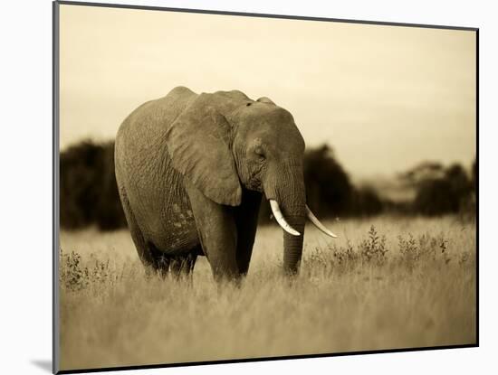 African Elephant in Amboseli National Park, Kenya-Santosh Saligram-Mounted Photographic Print