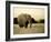 African Elephant in Amboseli National Park, Kenya-Santosh Saligram-Framed Photographic Print