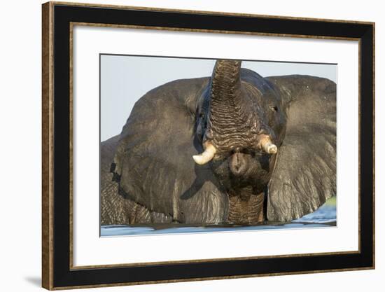 African Elephant in Chobe River, Chobe National Park, Botswana-Paul Souders-Framed Photographic Print