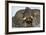 African Elephant in Chobe River, Chobe National Park, Botswana-Paul Souders-Framed Photographic Print