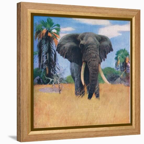 African Elephant in His Native Haunts-Wilhelm Kuhnert-Framed Premier Image Canvas