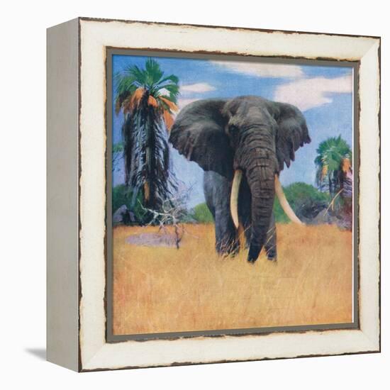 African Elephant in His Native Haunts-Wilhelm Kuhnert-Framed Premier Image Canvas