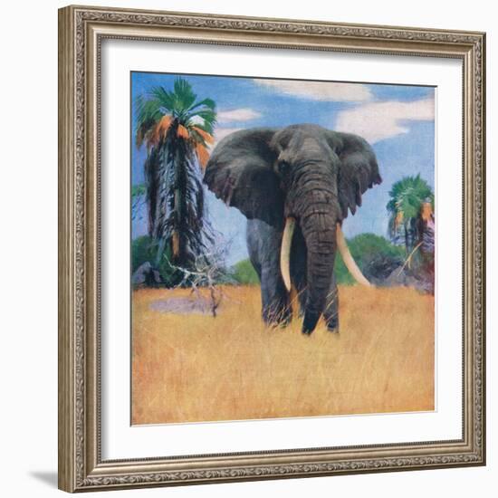 African Elephant in His Native Haunts-Wilhelm Kuhnert-Framed Giclee Print