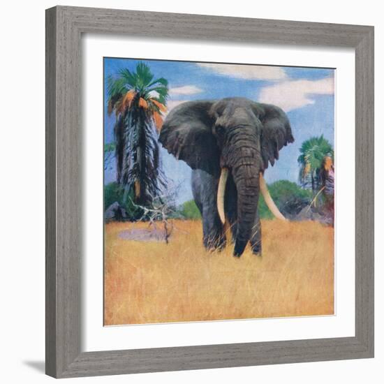 African Elephant in His Native Haunts-Wilhelm Kuhnert-Framed Giclee Print