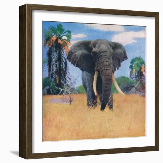 African Elephant in His Native Haunts-Wilhelm Kuhnert-Framed Giclee Print